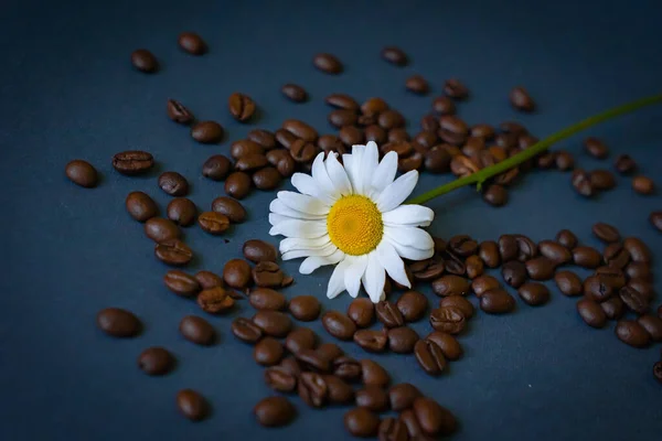 Lingkaran Hati Yang Terbuat Dari Biji Kopi Bunga Chamomile Pada — Stok Foto