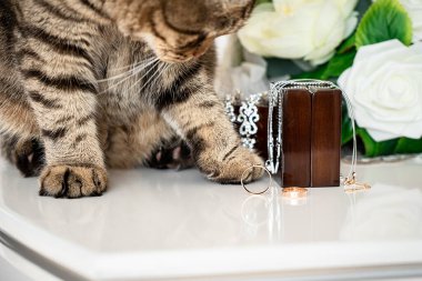 Şişko kedi masada alyanslarla ve aksesuarlarla oynuyor.