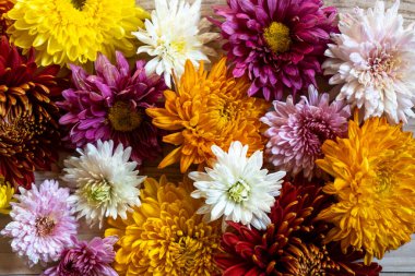 Chrysanthemian Chrysantemum sonbahar buketi Aşk kalbi rengarenk