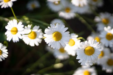 Papatya çiçekleriyle dolu papatya çiçekleri..