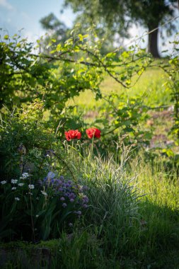 Pembe çiçekli şakayıklar çiçek açan pembe şakayıklar. Şakayık bahçesi.