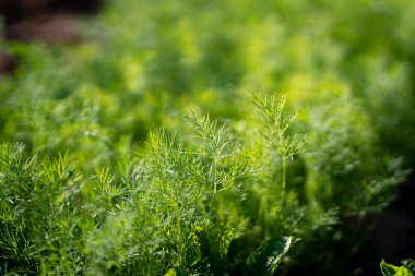 Taze yeşil dereotlu arka plan. Makro taze yeşil dereotu dokusu. en üstteki görünüm