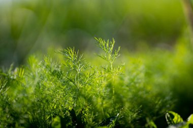 Taze yeşil dereotlu arka plan. Makro taze yeşil dereotu dokusu. en üstteki görünüm