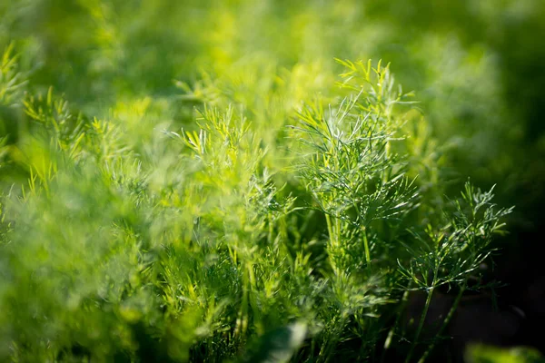 Taze yeşil dereotlu arka plan. Makro taze yeşil dereotu dokusu. en üstteki görünüm