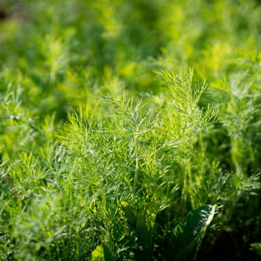 Taze yeşil dereotlu arka plan. Makro taze yeşil dereotu dokusu. en üstteki görünüm