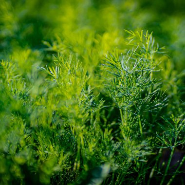 Taze yeşil dereotlu arka plan. Makro taze yeşil dereotu dokusu. en üstteki görünüm