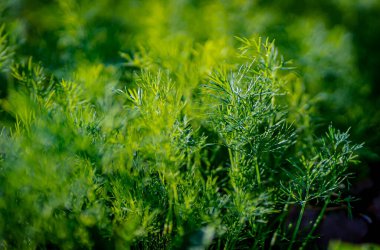Taze yeşil dereotlu arka plan. Makro taze yeşil dereotu dokusu. en üstteki görünüm