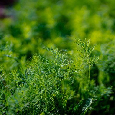 Taze yeşil dereotlu arka plan. Makro taze yeşil dereotu dokusu. en üstteki görünüm