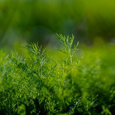 Taze yeşil dereotlu arka plan. Makro taze yeşil dereotu dokusu. en üstteki görünüm