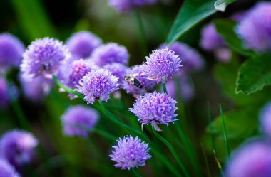 Mor Frenk soğanı yaz bahçesi. Mükemmel sağlıklı bitki çiçekleri. Arka planda soğan filizlenir.