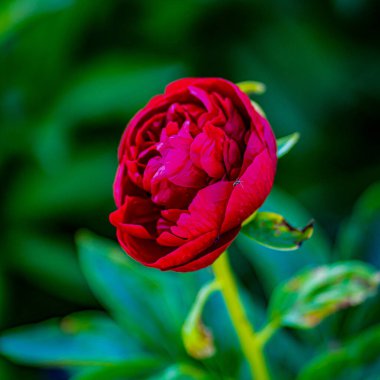 Pembe çiçekli şakayıklar çiçek açan pembe şakayıklar. Şakayık bahçesi.