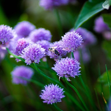 Mor Frenk soğanı yaz bahçesi. Mükemmel sağlıklı bitki çiçekleri. Arka planda soğan filizlenir.