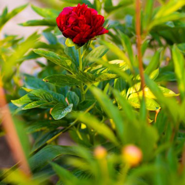 Pembe çiçekli şakayıklar çiçek açan pembe şakayıklar. Şakayık bahçesi.