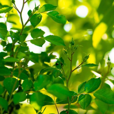 Güllerin üzerinde örümcek akarları. Bitkilerin hastalıkları..
