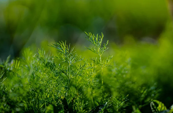 Taze yeşil dereotlu arka plan. Makro taze yeşil dereotu dokusu. en üstteki görünüm
