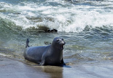 Deniz aslanlarının Piedras Blancas, California Vista noktasında