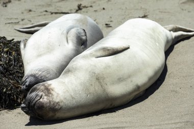 Deniz aslanlarının Piedras Blancas, California Vista noktasında