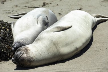 Elephant Seals at Vista Point in Piedras Blancas, California clipart