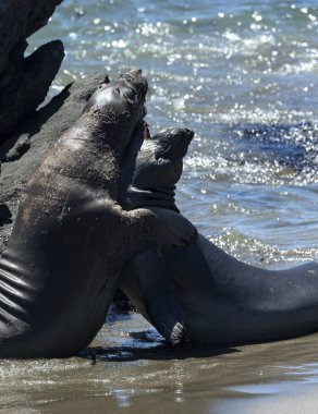 Deniz aslanlarının Piedras Blancas, California Vista noktasında