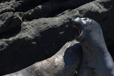 Deniz aslanlarının Piedras Blancas, California Vista noktasında