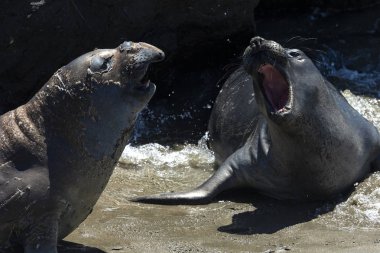 Deniz aslanlarının Piedras Blancas, California Vista noktasında