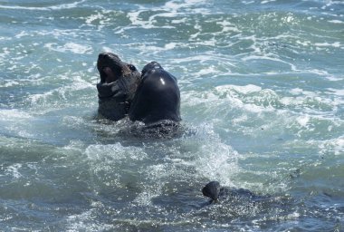 Elephant Seals at Vista Point in Piedras Blancas, California clipart