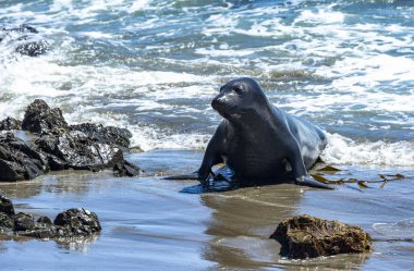 Deniz aslanlarının Piedras Blancas, California Vista noktasında