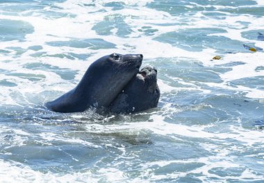Deniz aslanlarının Piedras Blancas, California Vista noktasında