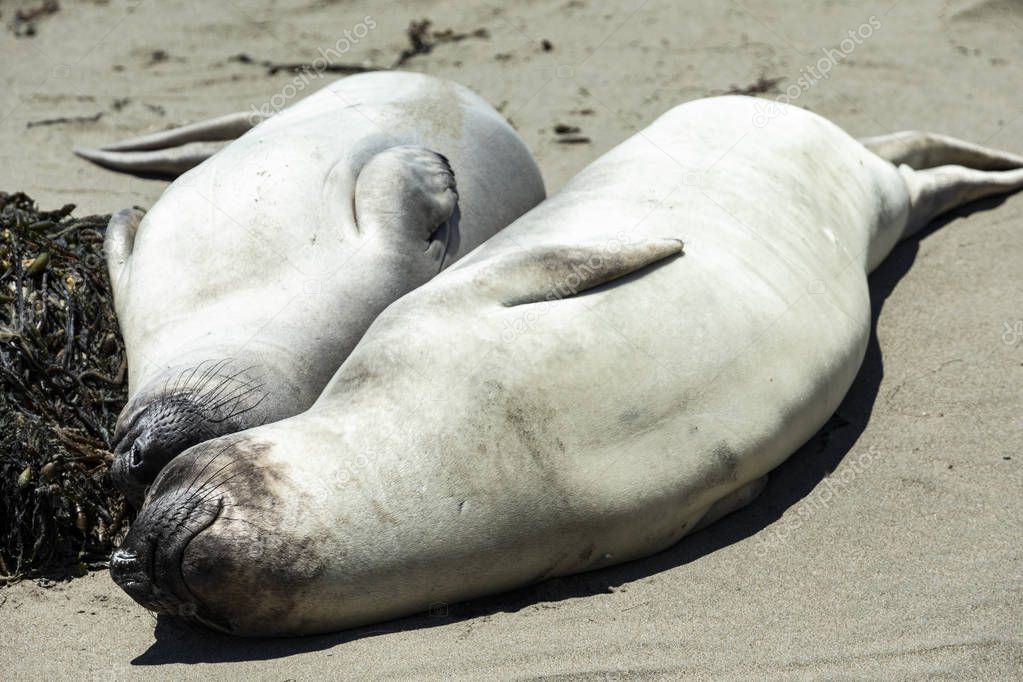 Elephant Seals at Vista Point in Piedras Blancas, California