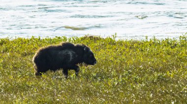 Dalton Highway Alaska, ABD boyunca Arctic düz bir misk öküzü bebeğin bir görünüm
