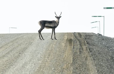 Dalton Highway Alaska, ABD bir Ren geyiği haçlar