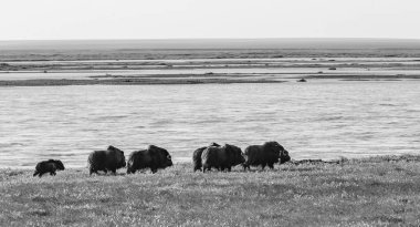 Misk sığırları bir görünümünü Arctic düz Dalton Highway Alaska, ABD boyunca üzerinde