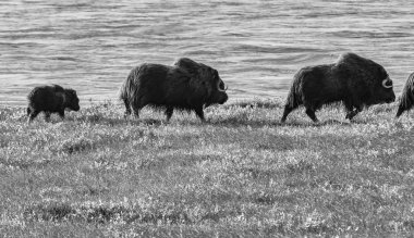 Misk sığırları bir görünümünü Arctic düz Dalton Highway Alaska, ABD boyunca üzerinde
