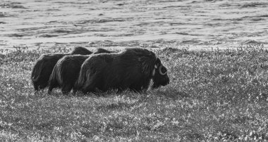 Misk sığırları bir görünümünü Arctic düz Dalton Highway Alaska, ABD boyunca üzerinde