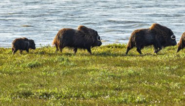 Misk sığırları bir görünümünü Arctic düz Dalton Highway Alaska, ABD boyunca üzerinde