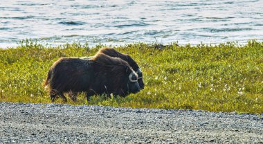 Misk sığırları bir görünümünü Arctic düz Dalton Highway Alaska, ABD boyunca üzerinde