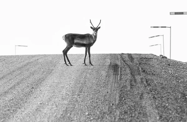 Dalton Highway Alaska, ABD bir Ren geyiği haçlar
