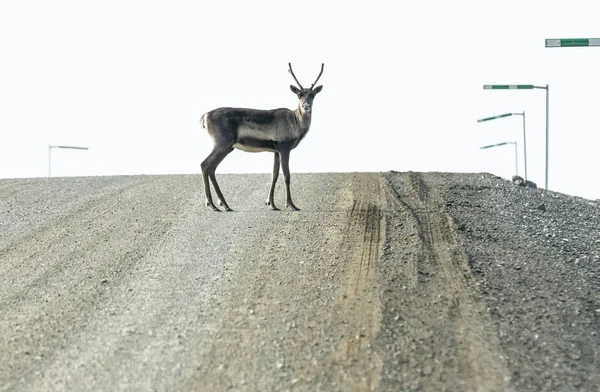 Caribou Atravessa Rodovia Dalton Alasca Eua — Fotografia de Stock