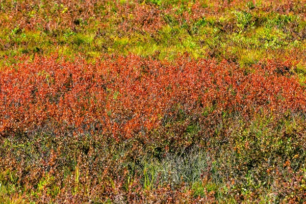 Tundra Alaska, ABD bir görünümünü