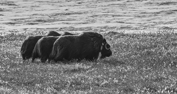 Misk sığırları bir görünümünü Arctic düz Dalton Highway Alaska, ABD boyunca üzerinde