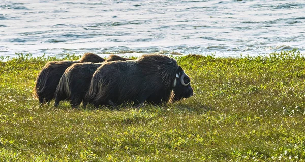 Misk sığırları bir görünümünü Arctic düz Dalton Highway Alaska, ABD boyunca üzerinde