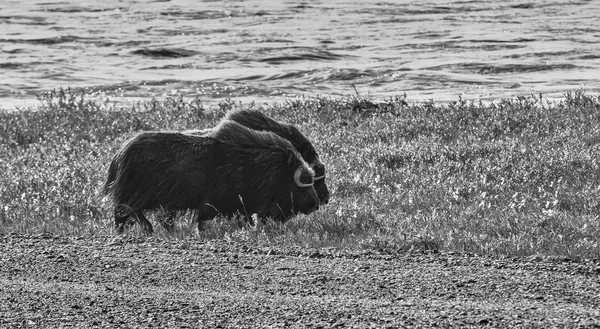 Misk sığırları bir görünümünü Arctic düz Dalton Highway Alaska, ABD boyunca üzerinde