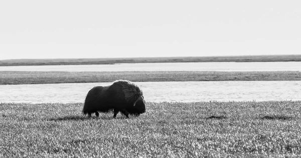 View Musk Arctic Plain Dalton Highway Alaska Usa — Stock Photo, Image