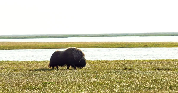 Dalton Highway Alaska, ABD boyunca Arctic düz bir misk öküz bir görünüm