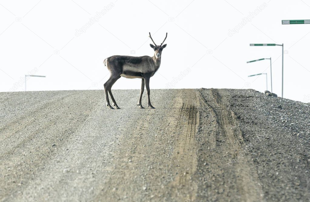 A caribou crosses the Dalton Highway in Alaska, USA