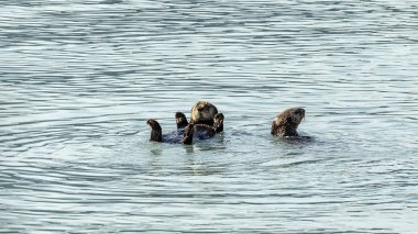 Deniz su samuru Valdez kol, Alaska üzerinde