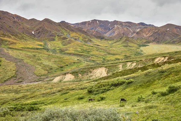 Caribous Dans Parc National Denali Préserver Alaska — Photo