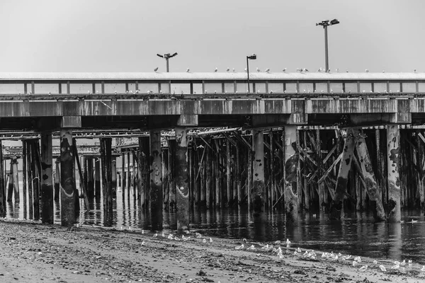 Vista Molo Homer Spit End Alaska Pilastri Sono Ricoperti Barnacolo — Foto Stock