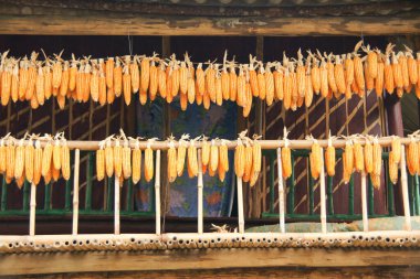 Kurutmak için mısır asmak. Vietnam 'da bir tezgahta asılı iki sıra kurutulmuş mısır.