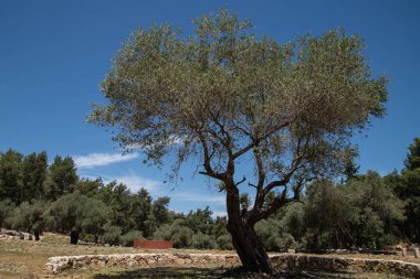 Akdeniz 'de, İsrail' in merkezinde, güzel, yaşlı bir zeytin ağacı. 